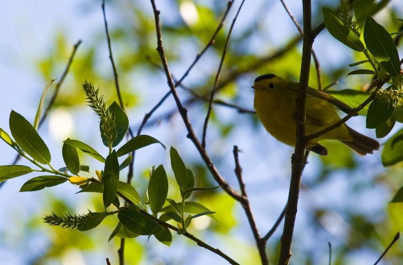 Wilsons Warbler